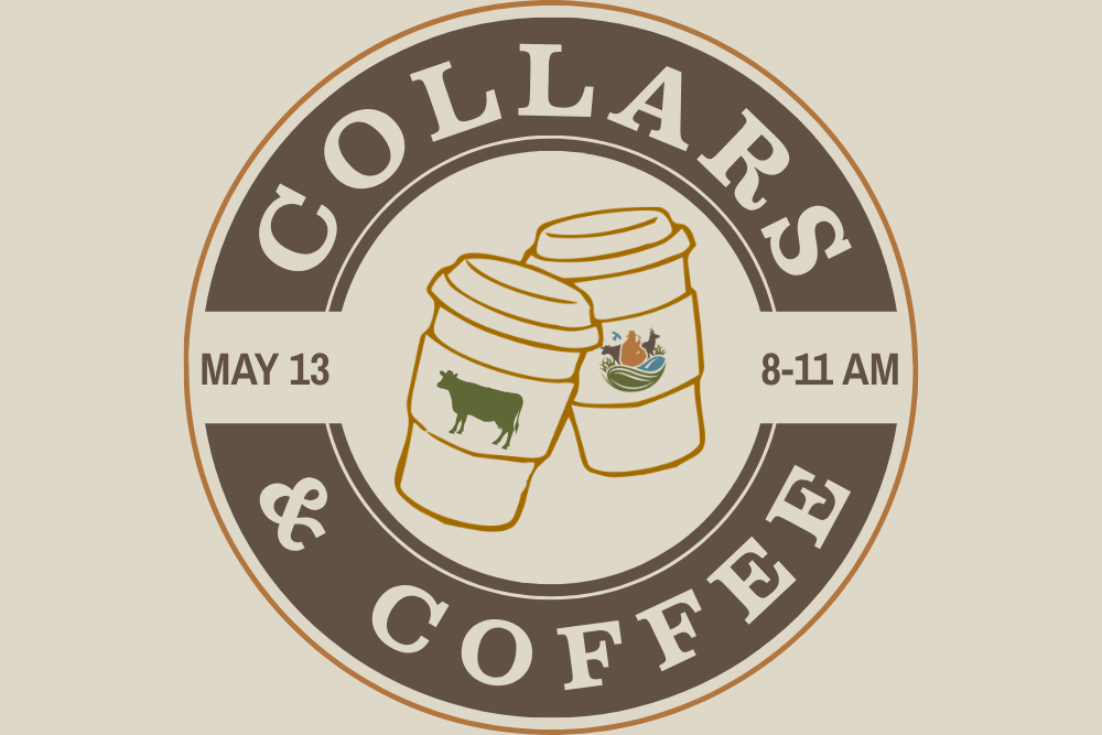 Coffee and Cow Collars