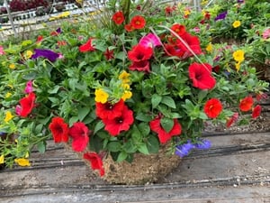 image-gallery-item