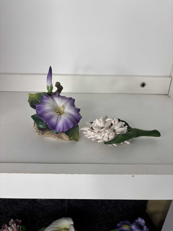 Hyacinth & Morning Glory