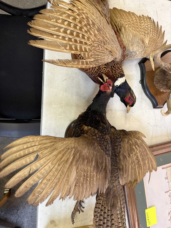 PAIR TAXIDERMY PHEASANTS