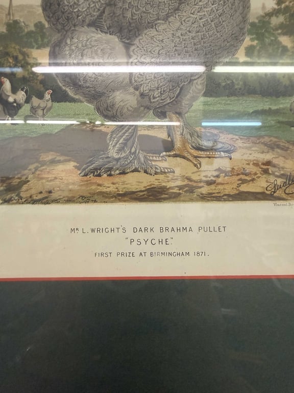 19TH CENTURY CHROMOLITHOGRAPHS FROM LEWIS WRIGHTS CASSELL'S ILLUSTRATED BOOK OF POULTRY - Image 3