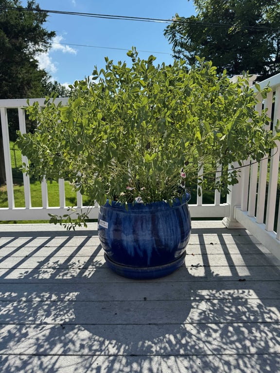 Large blue flower pot - Image 2