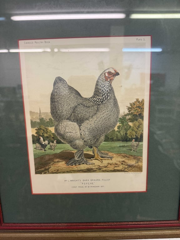 19TH CENTURY CHROMOLITHOGRAPHS FROM LEWIS WRIGHTS CASSELL'S ILLUSTRATED BOOK OF POULTRY - Image 2