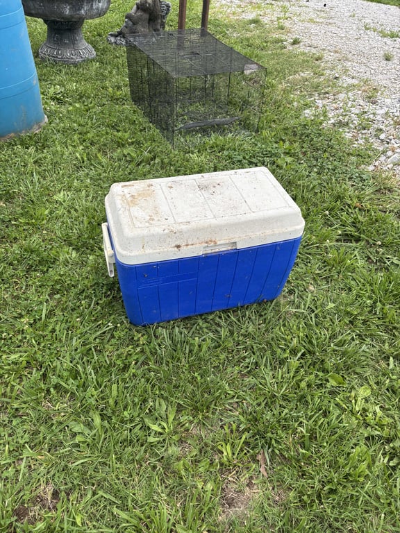 Coleman cooler 