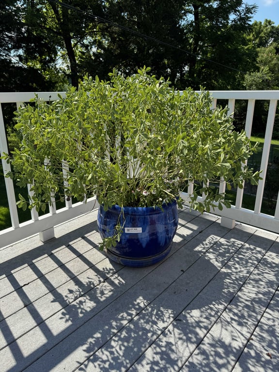Large blue flower pot
