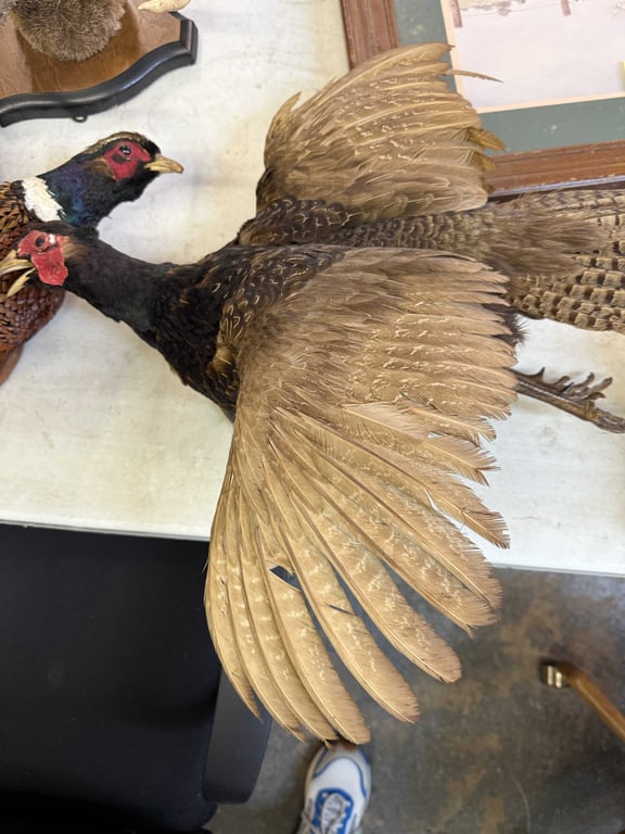 PAIR TAXIDERMY PHEASANTS - Image 3