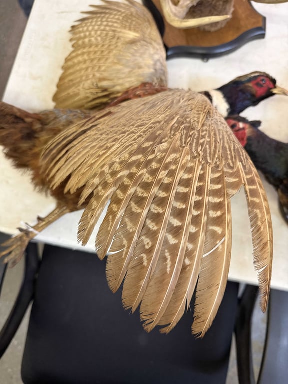 PAIR TAXIDERMY PHEASANTS - Image 2