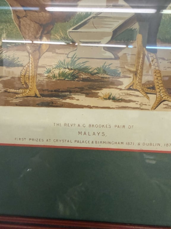 19TH CENTURY CHROMOLITHOGRAPHS FROM LEWIS WRIGHTS CASSELL'S ILLUSTRATED BOOK OF POULTRY - Image 4