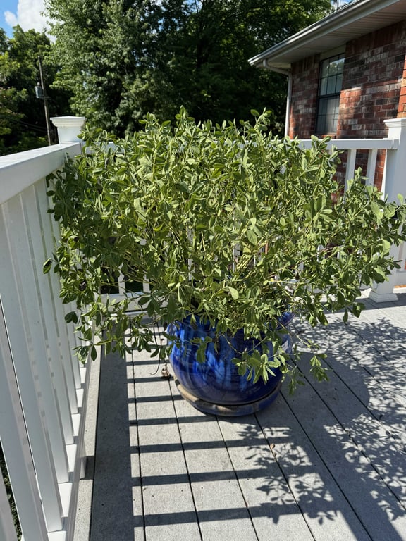Large blue flower pot - Image 3