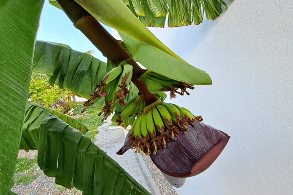 Close-up of a flowering banana tree adding a vibrant, resort-like feel to the lush tropical garden setting.