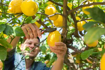 Illustration of Mediterranean culinary experiences in North Cyprus, highlighting vibrant local markets, farm-to-table dining, and immersive cooking classes using fresh, organic ingredients. The visual showcases the region's rich flavors and sustainable food culture, appealing to culinary explorers and health-conscious diners.