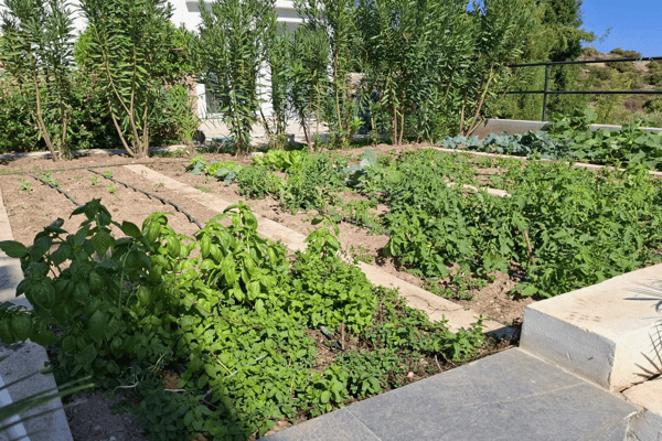 Garden with rows of plants and vegetables, suggesting self-sustaining landscaping.