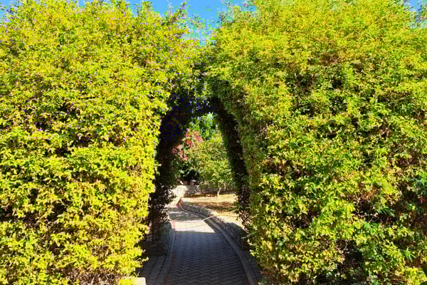 Dense ficus tunnel with filtered sunlight, forming a shaded living walkway through the curated garden landscape.