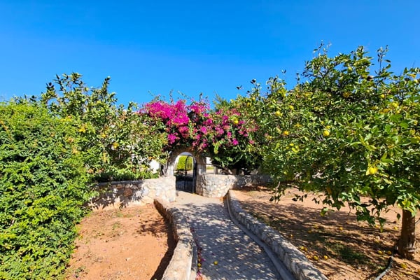 Fruit tree pathway bordered by terracotta mulch, emphasizing productive garden layout amidst lush greenery.
