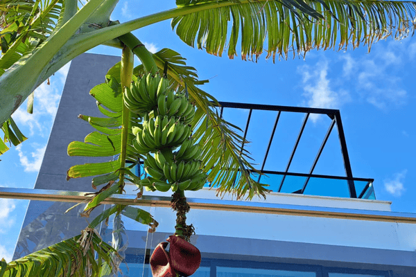 Upward view from the garden revealing a striking blend of modern terrace design and immersive natural beauty.