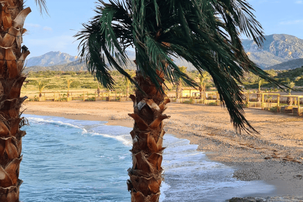 Beachfront view with gentle waves and palm silhouettes under a clear sky, inviting relaxation just moments from home.