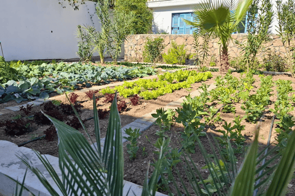 Garden area with trimmed bushes, small palm trees, and decorative plants.