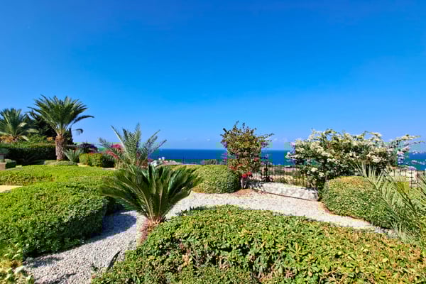 Sculptural front garden scene with clipped topiary and palm tree against coastal backdrop, blending structure with natural views.