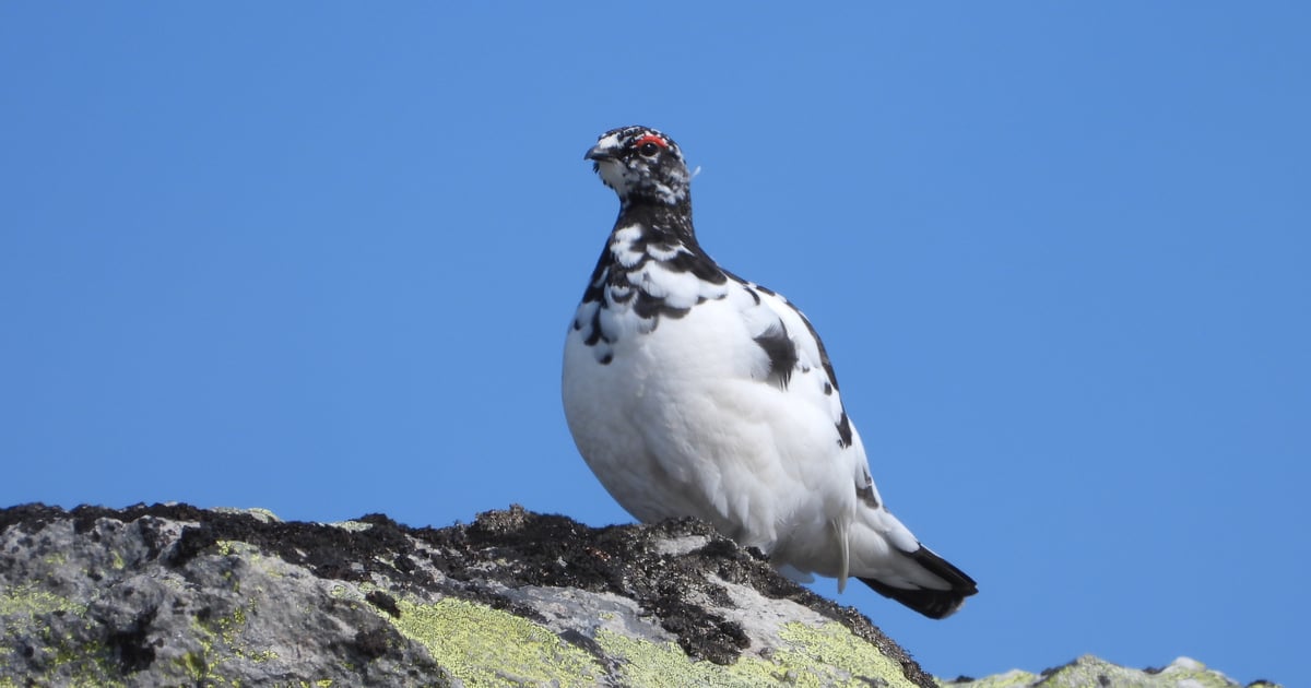 Rypejakt u/hund Grimsdalen- Dovre fjellstyre | inatur.no