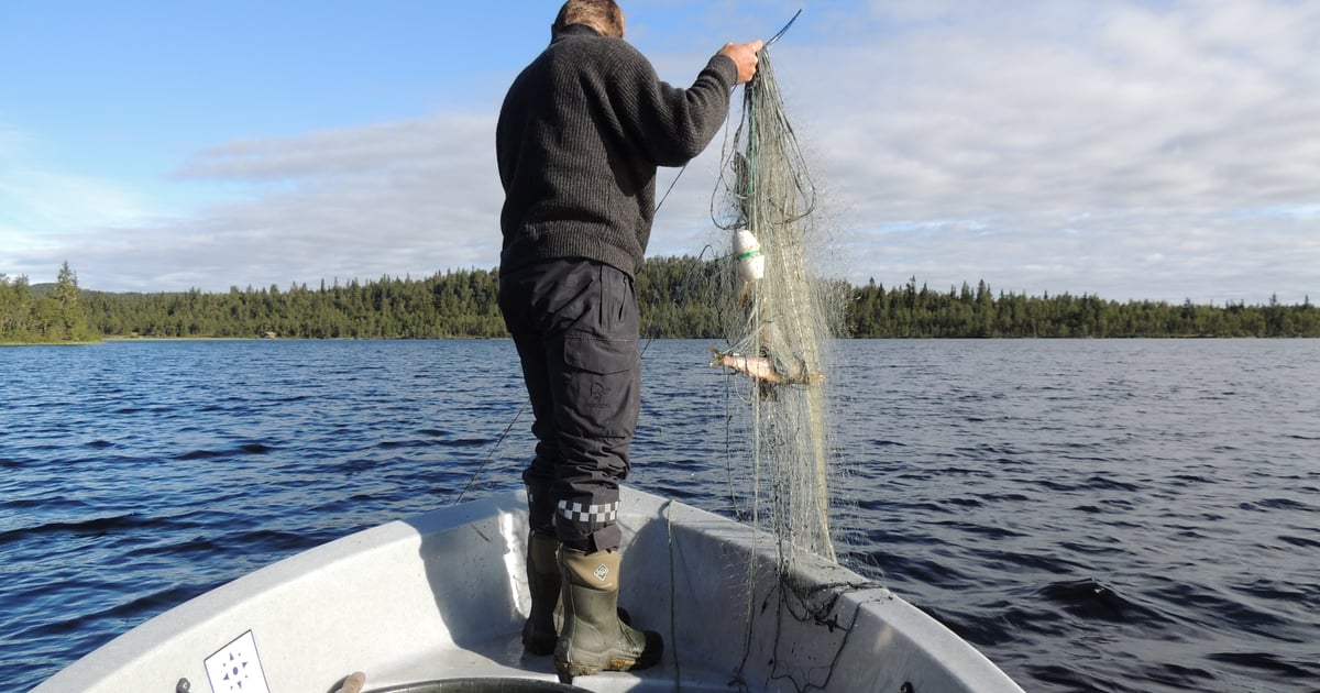 Garnfiske og oterfiske på Tromstjønnet - utenbygdsboende | inatur.no