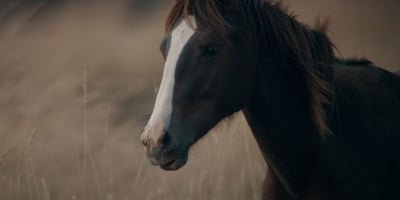 Jeep Wrangler Hibritin Tanıtım Videosu Yayınlandı