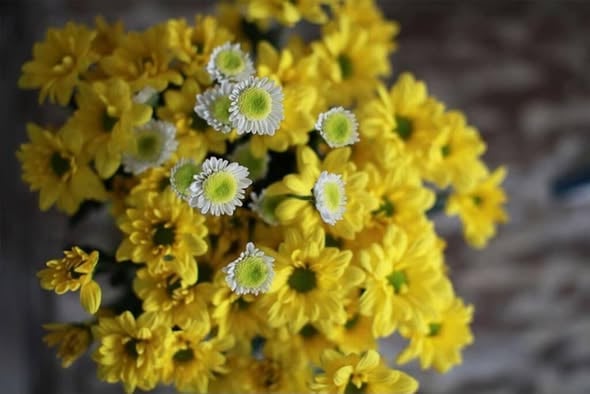 3BR Villa – Umalas – Close to French School