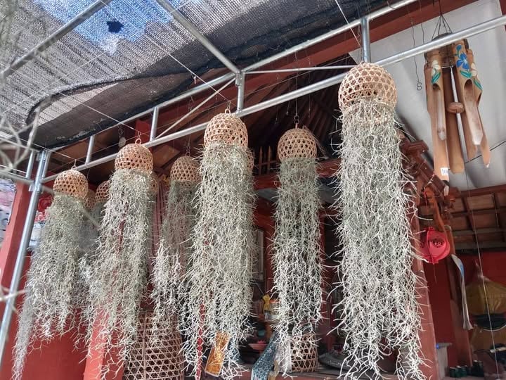 Decorative Pots – Denpasar – Natural Aesthetic