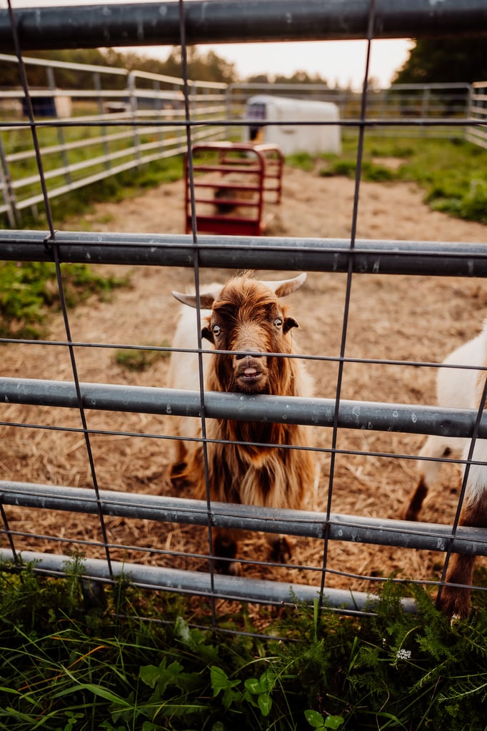 Maine maternity photoshoot with alpaca