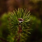 Engagement ring on a pine tree