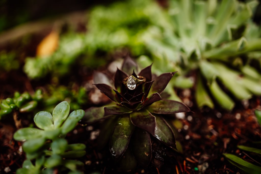 Wedding rings on a succulent plant