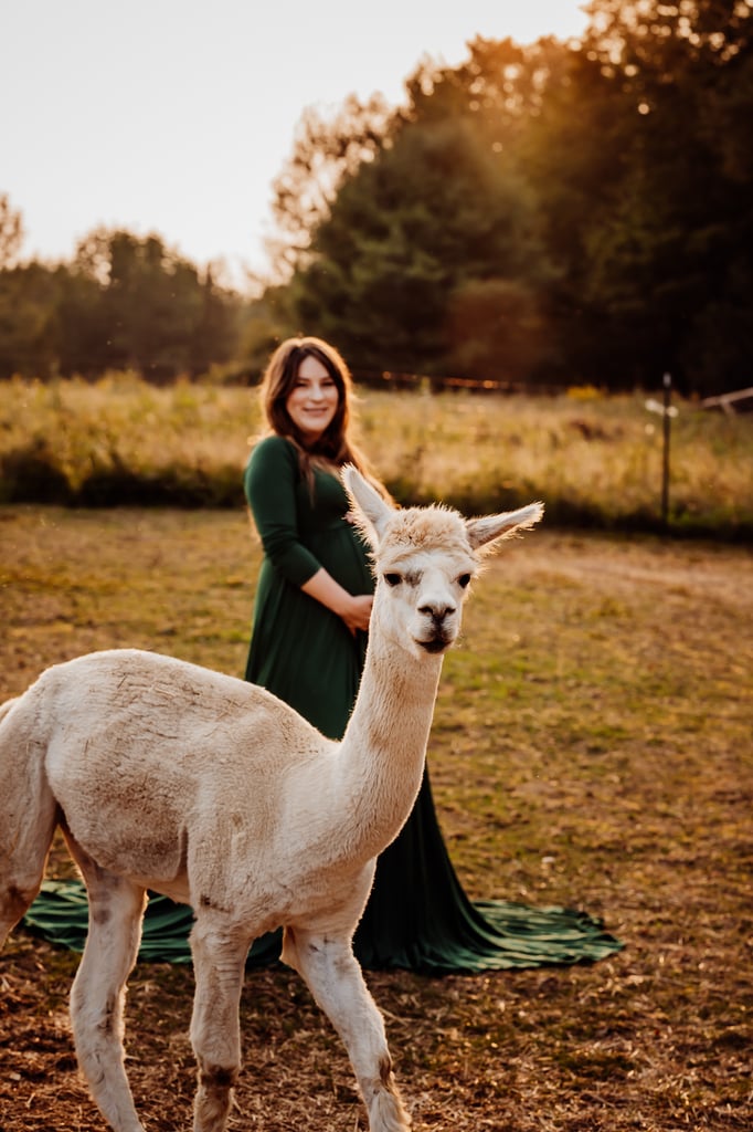 Maine maternity photoshoot with alpaca