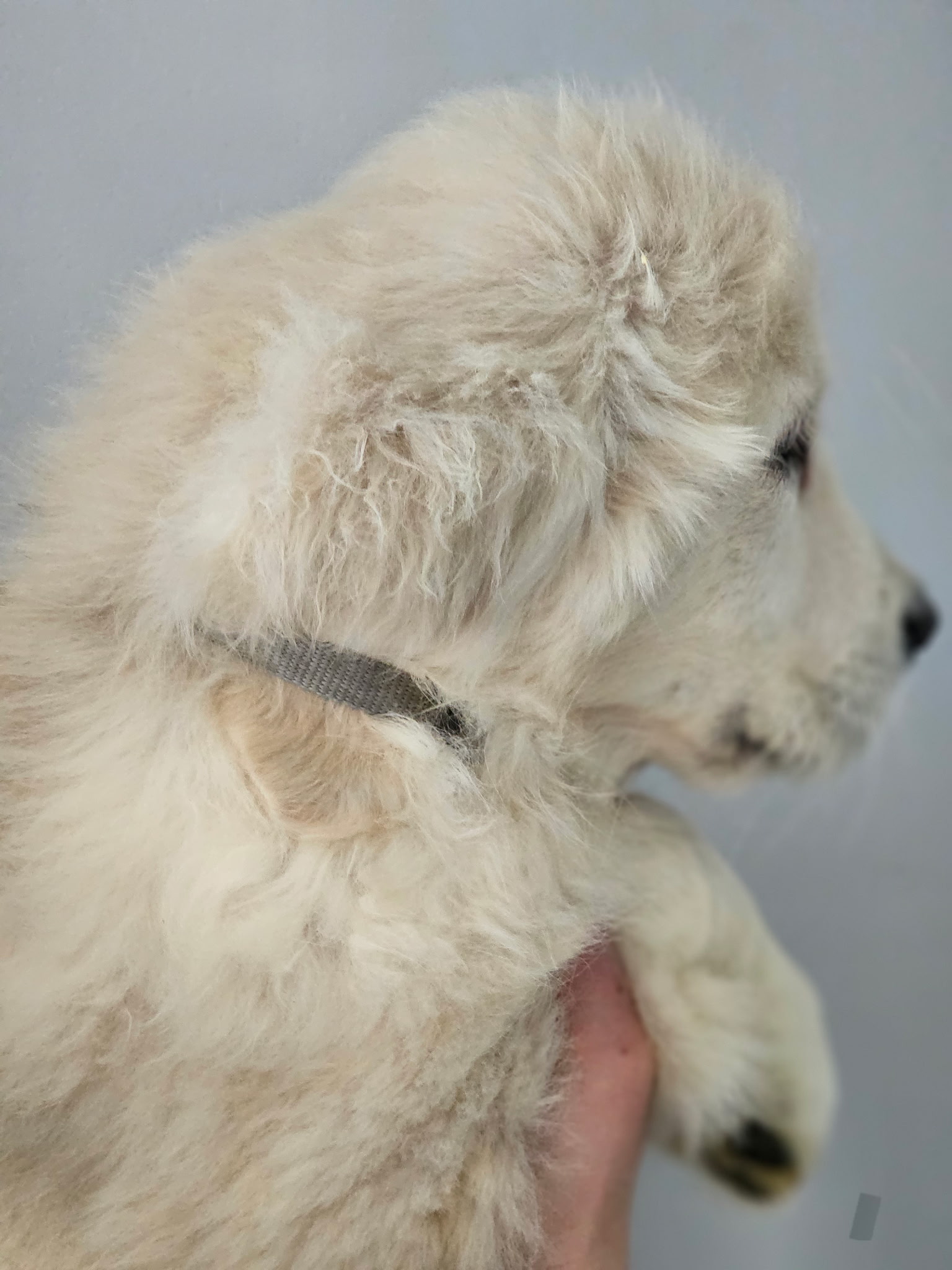 Silver Collar - Goldenridge Kennels