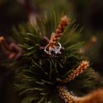 Engagement ring sitting on pine cone tree branch