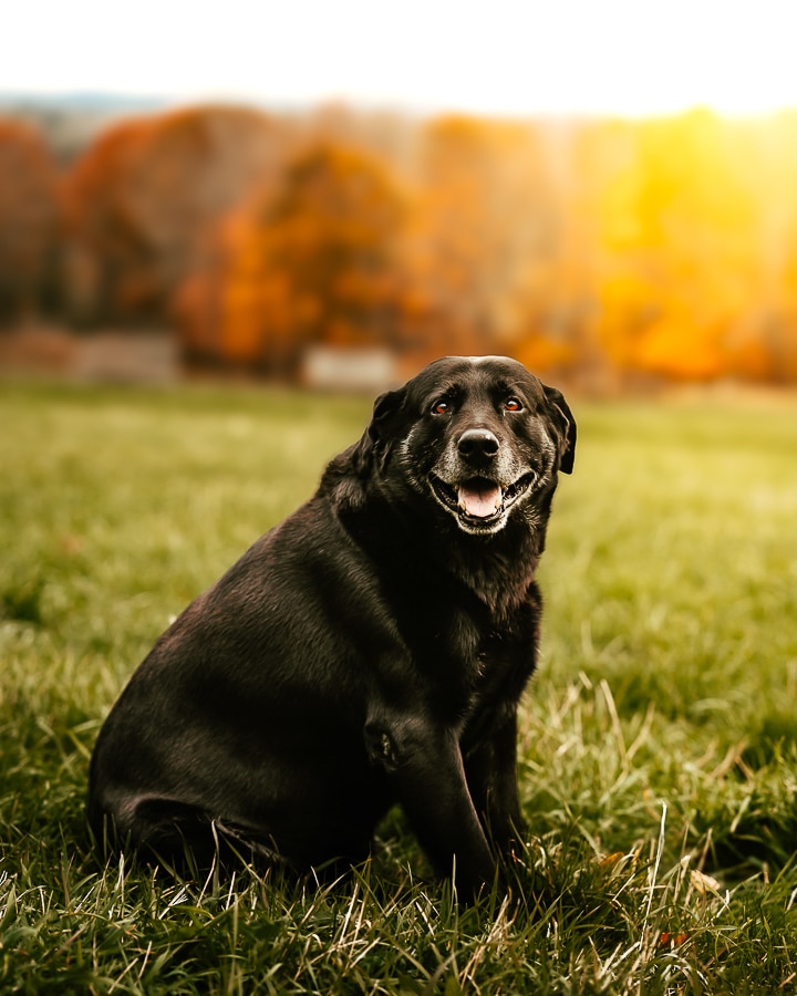 Black lab photograph in fall