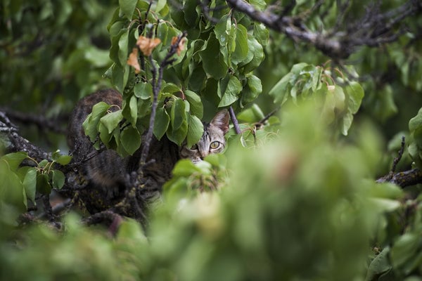 tabby cat hiding in the woods under cover of branches and bushes