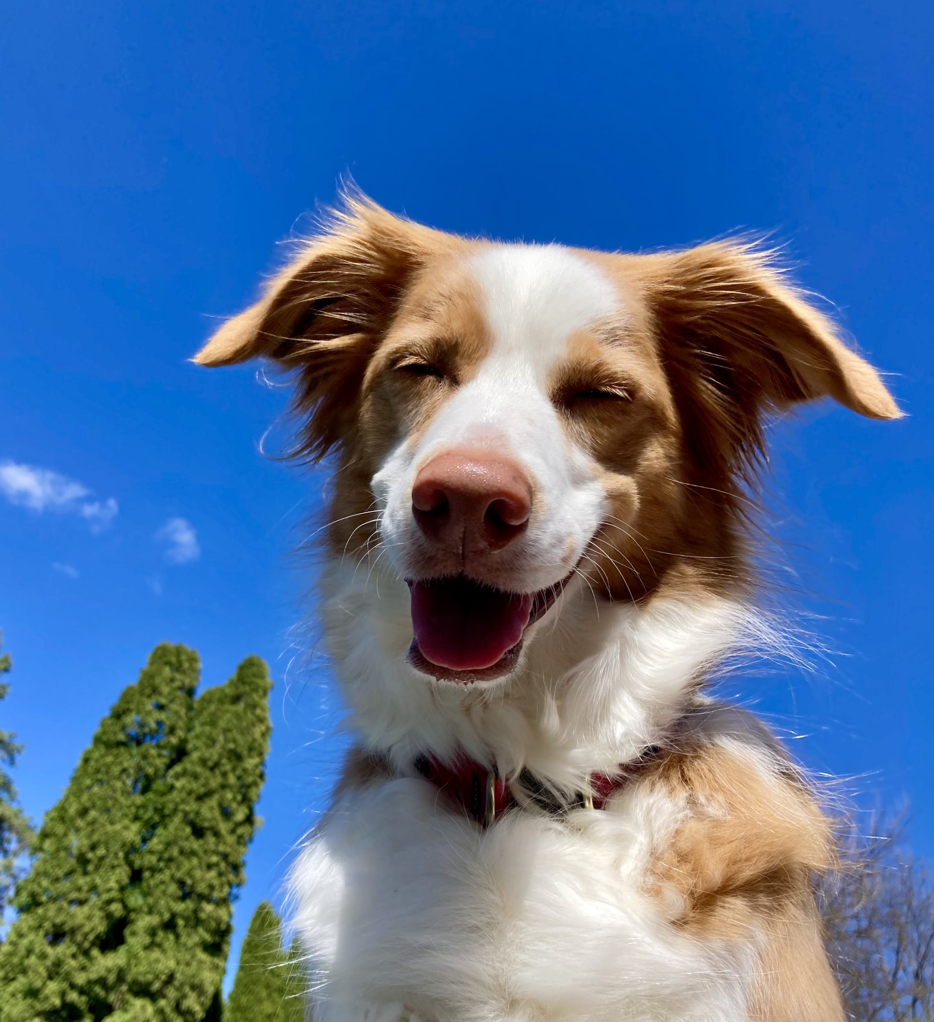 Dog-smiling