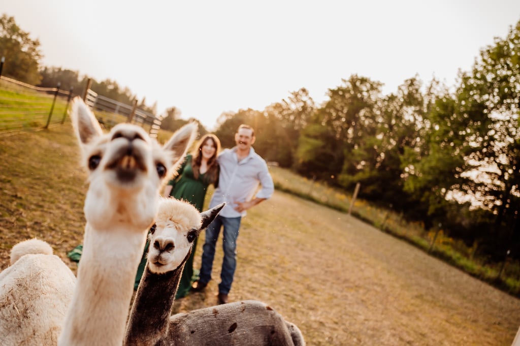 Maine maternity photoshoot with alpaca