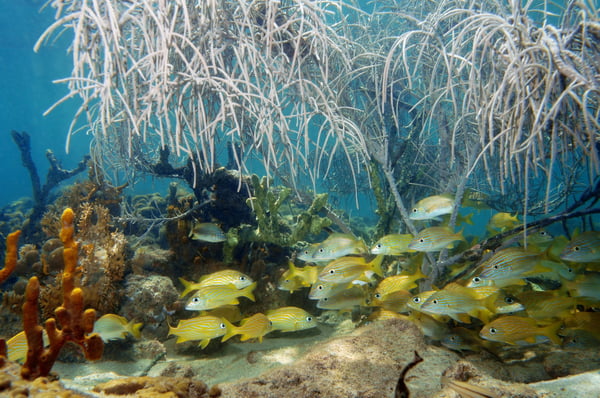 FL Keys Diving &#038; Snorkeling