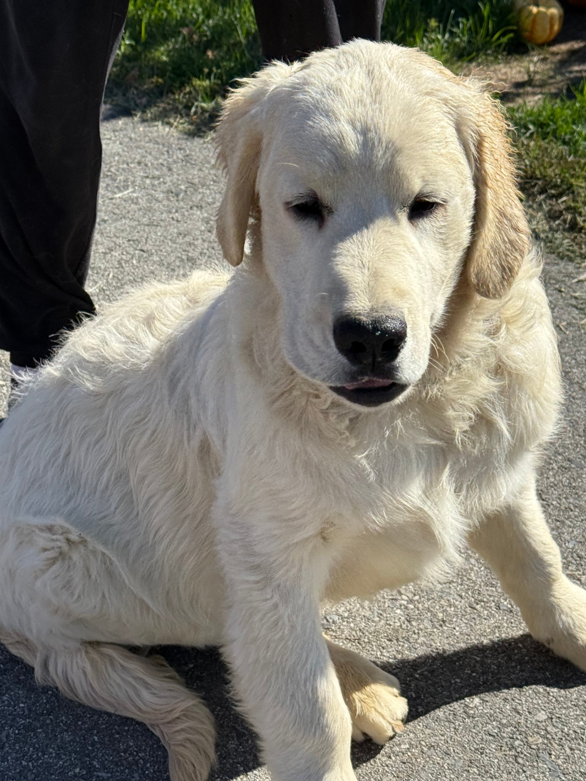 Light Blue Collar - Goldenridge Kennels