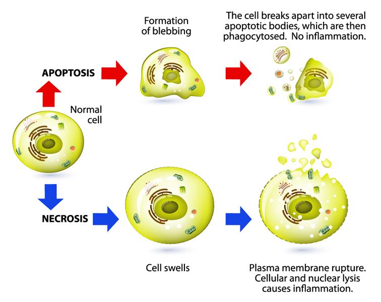 Antiapoptotic Effect of Hydrogen Supplementation