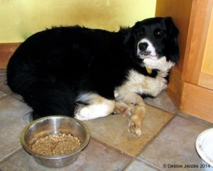 Will "hand feeding" this petrified dog at this moment build a bond with him?