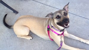 Tan dog with a black muzzle and tail wearing a pink harness. She is lying down and looking up at her handler with a pleased look and relaxed open mouth. Her tail is wagging, clearly even in the still. 