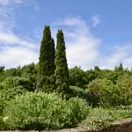 Westwood backyard oasis