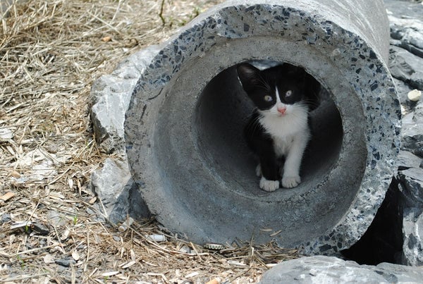 gray and white kitten in construction concrete tunnel