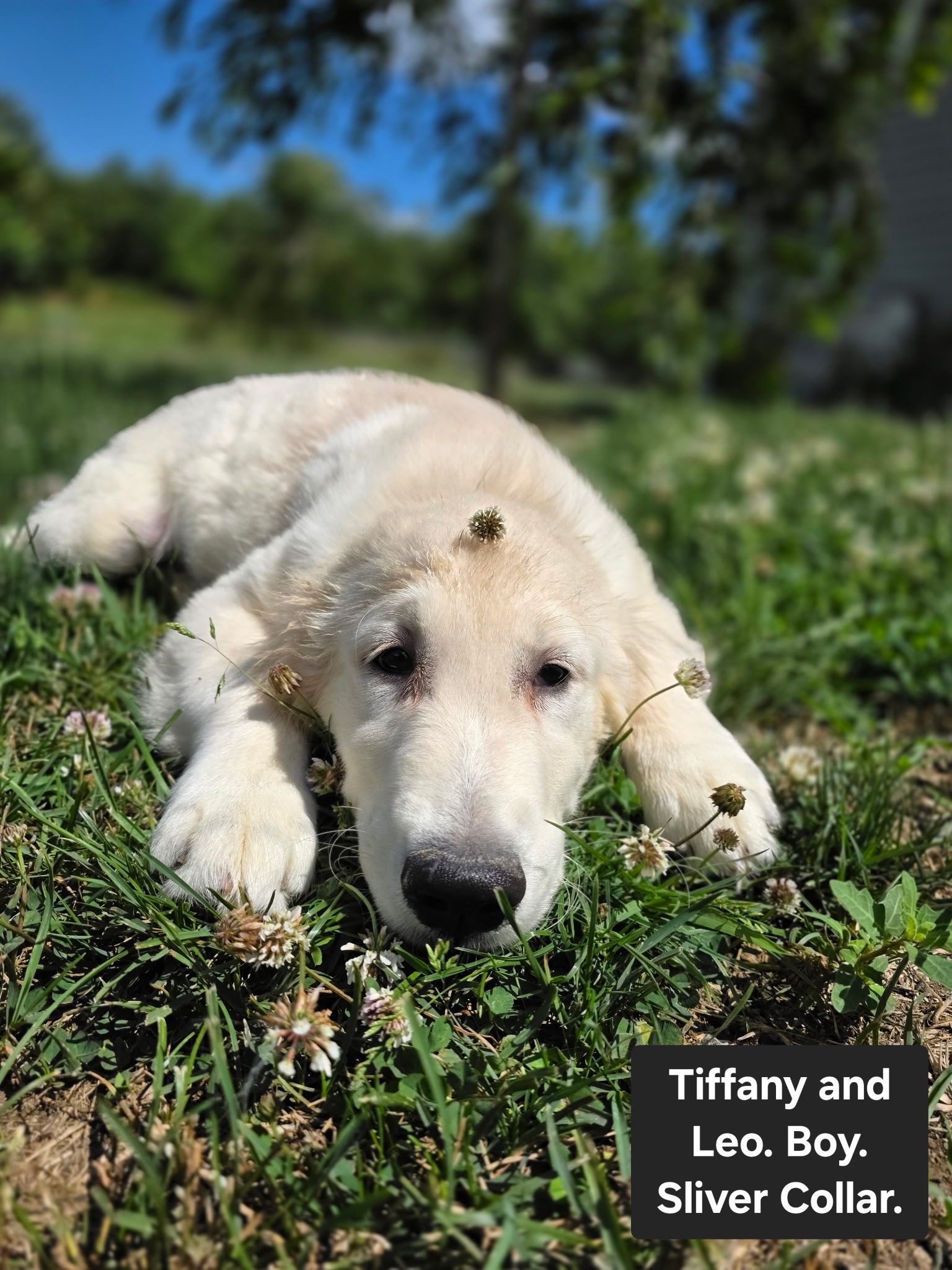 Silver Collar - Goldenridge Kennels