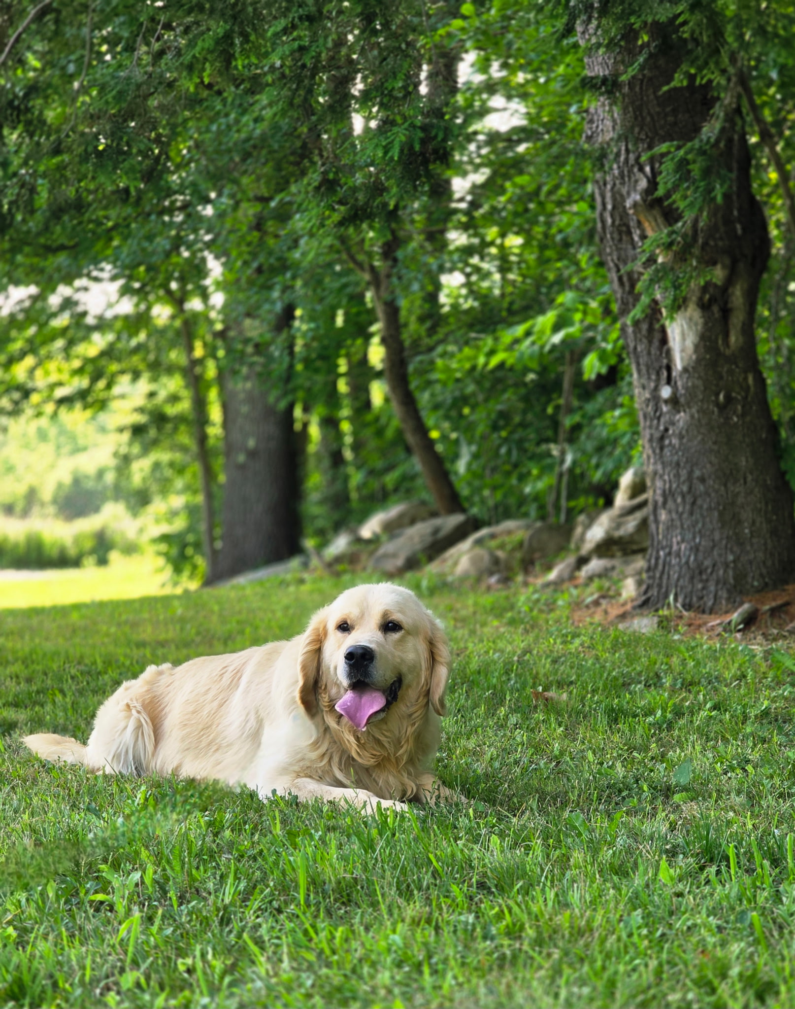 Moses - Goldenridge Kennels