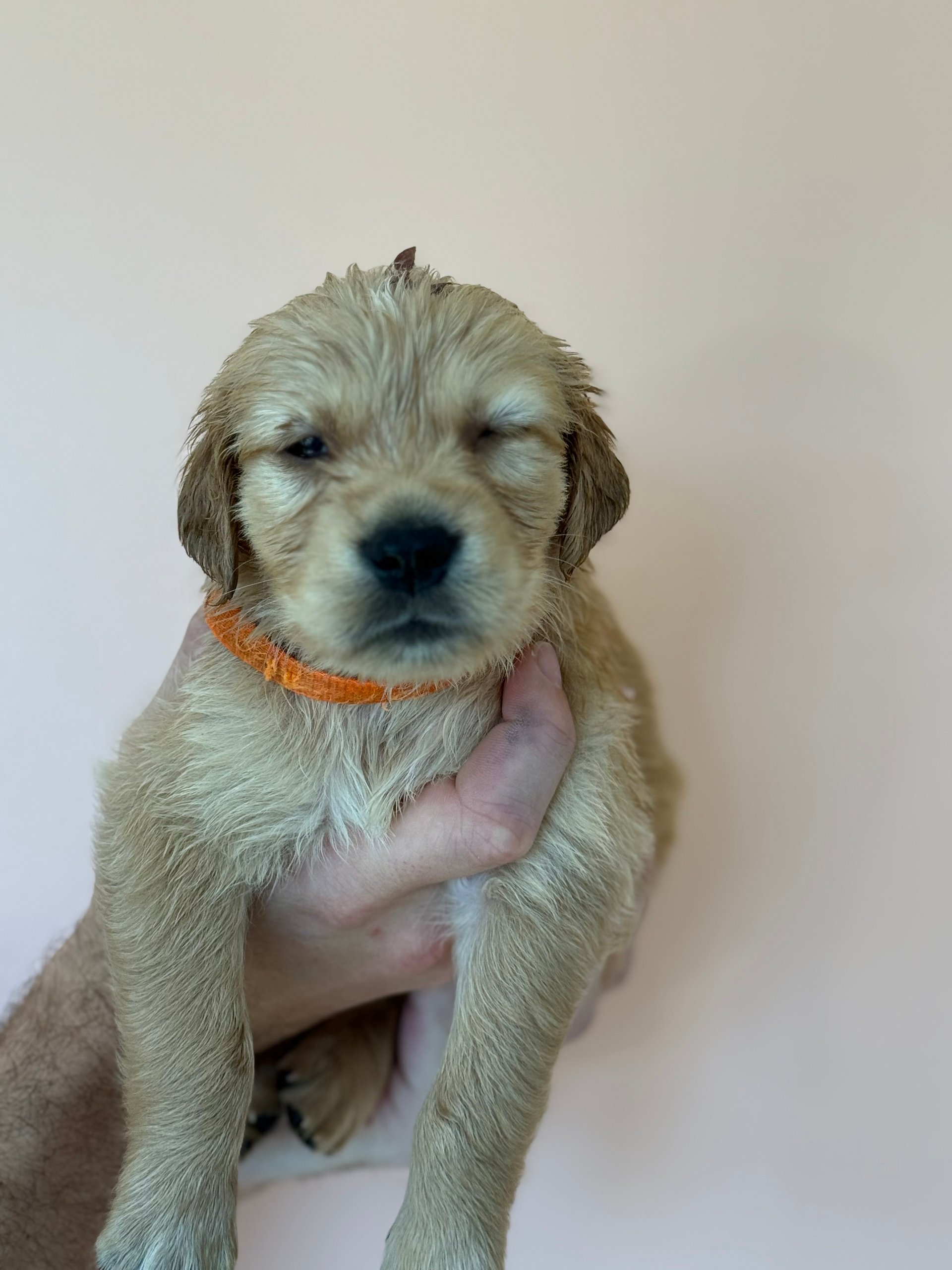 Orange - Goldenridge Kennels