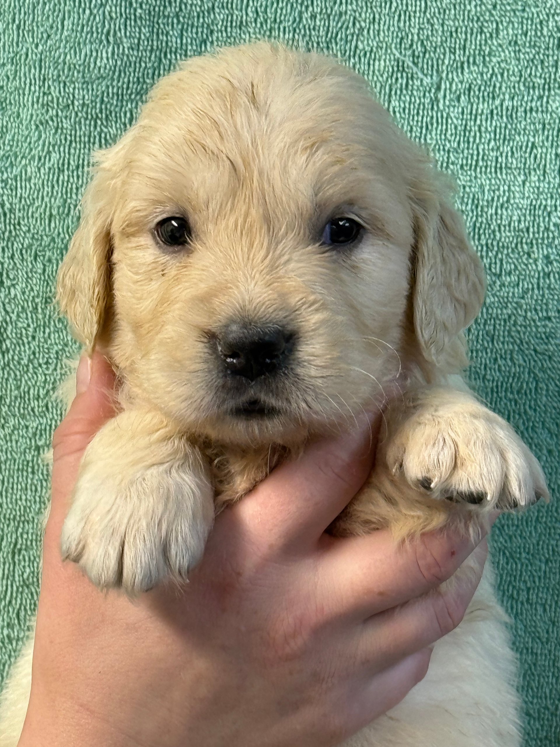 Puppy christmas presents video