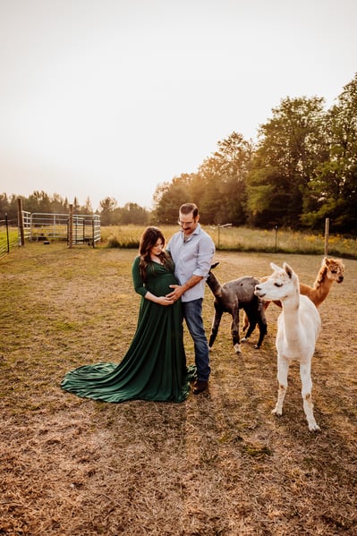 Maine maternity photoshoot with alpaca