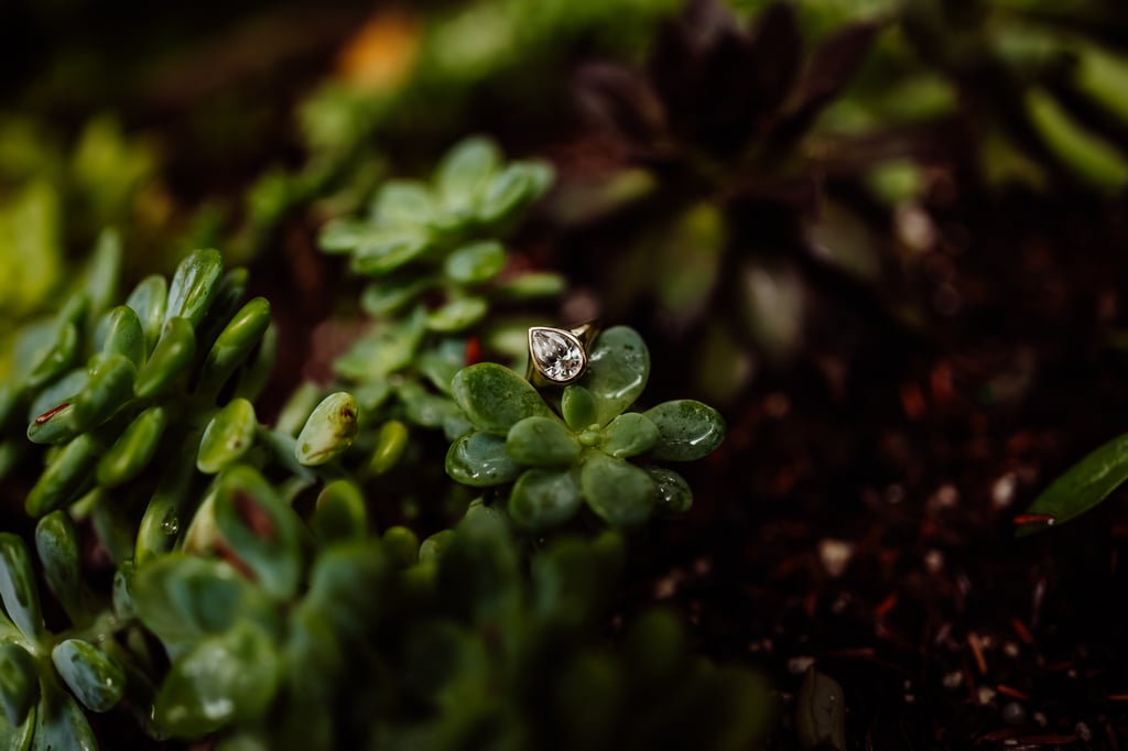 Wedding ring on a succulent plant
